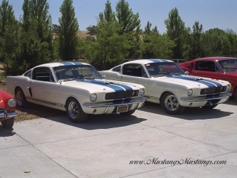 1966 Shelby GT350's